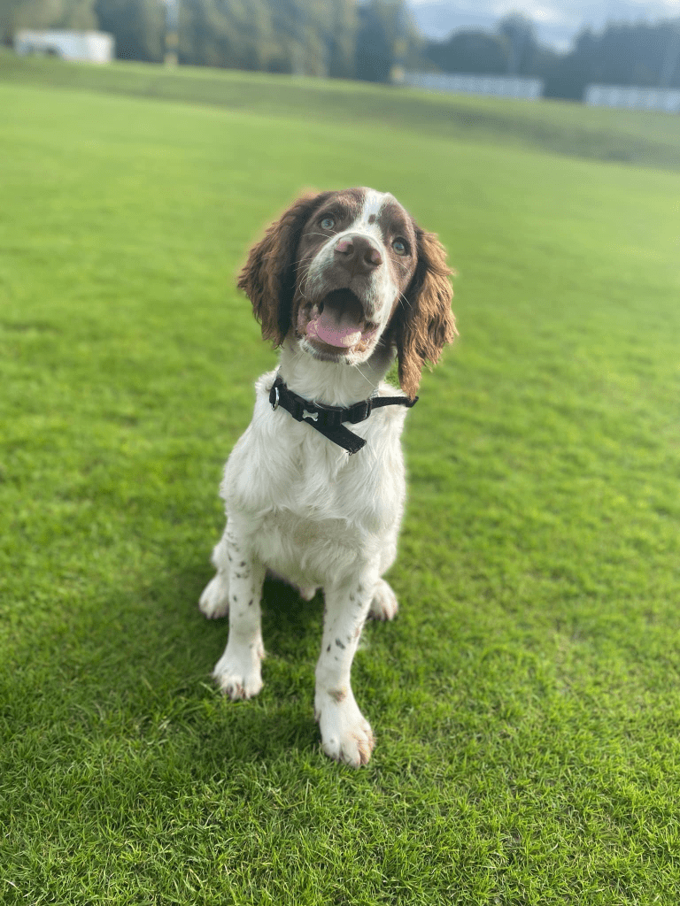 Dog walking services