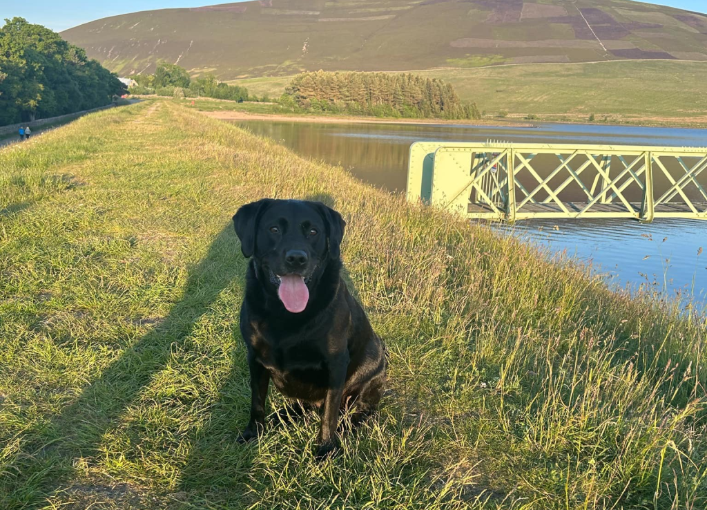 Dog walking services